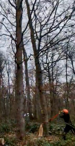 Photo de galerie - Abattage désencrouage 