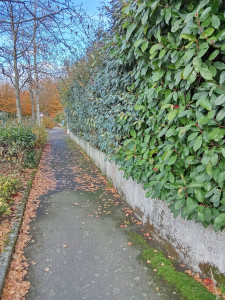 Photo de galerie - Taille de haies et d'arbustes