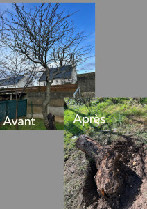 Photo de galerie - Abattage et déssouchage 