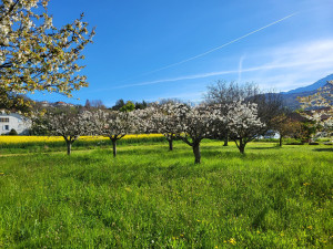 Photo de galerie - Taille de cerisiers 