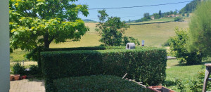 Photo de galerie - Taille de haies et d'arbustes