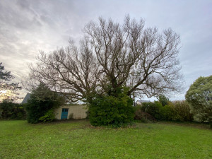 Photo de galerie - Elagage et coupe d'arbres