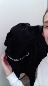 Photo de galerie - Avec Pablo, labrador de 3ans très calin …!! 