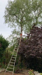 Photo de galerie - Avant abattage 