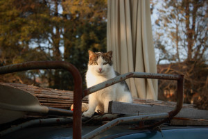 Photo de galerie - Sourire de Chat 
