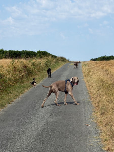 Photo de galerie - Promenade du matin 