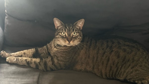 Photo de galerie - Garde du tout chou Mojito 