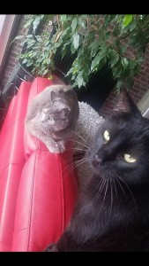 Photo de galerie - Zouzou a fait la connaissance de son nouveau copain Maki ! Toujours ensembles