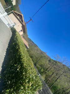 Photo de galerie - Taille de haies