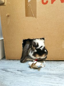 Photo de galerie - Tchoupi lapin bélier, d'1 an et demi, vivant en liberté.