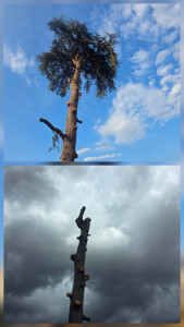Photo de galerie - Élagage d'arbres avec nacelle 