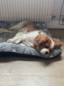 Photo de galerie - Pia une petite Cavalier King Charles en garde à mon domicile