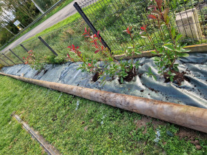 Photo de galerie - Pose d'un geotextile et plantation d'une haie sur 20 mètres. 