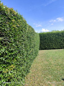 Photo de galerie - Taille de haie 