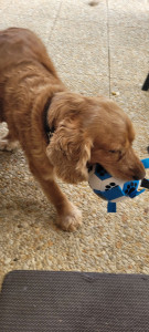 Photo de galerie - Garde chien ? 
