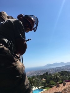 Photo de galerie - Elagage et coupe d'arbres