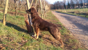 Photo de galerie - Garde animaux