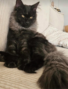 Photo de galerie - Garde chat