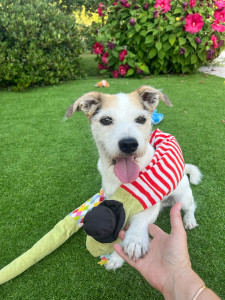 Photo de galerie - Visite à domicile , promenade, conseils en éducation. 