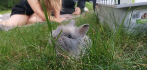 Photo de galerie - Garde d'animaux de toute sorte ?