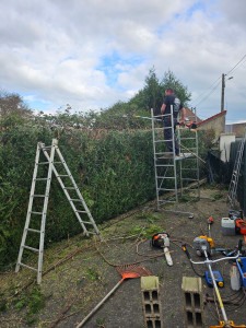 Photo de galerie - Taille de haies et d'arbustes