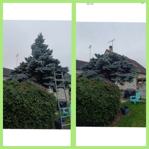 Photo de galerie - Elagage et coupe d'arbres