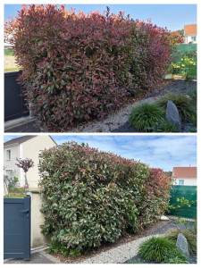 Photo de galerie - Taille de haies et d'arbustes