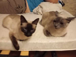 Photo de galerie - C'est deux chats une siamoise l'autre siamoise croisé persan je ne travaille plus pour l'instant du coup je n'occupe de mes animaux et j'ai un petit chaton sacré Birmanie 