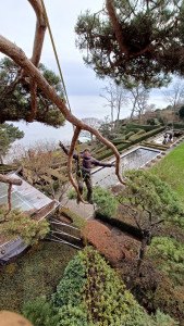 Photo de galerie - Elagage et coupe d'arbres
