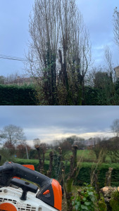 Photo de galerie - Étêtage Peuplier