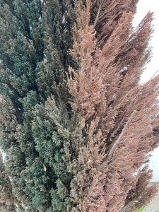Photo de galerie - Coloration de cyprès avec des branches sèches 