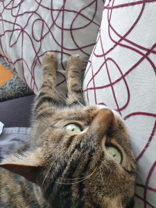 Photo de galerie - Ici 2 chats le mr partie en vacances d été dans son appartement 