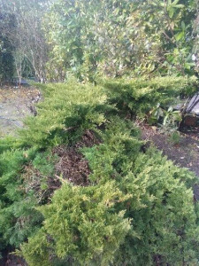 Photo de galerie - Taille de haies et d'arbustes