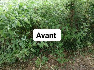 Photo de galerie - Nettoyage de bordure 