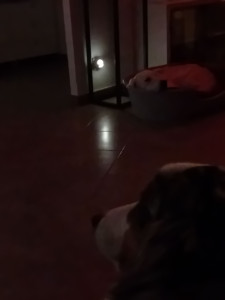 Photo de galerie - Garde d'un golden retriever de 8 mois.