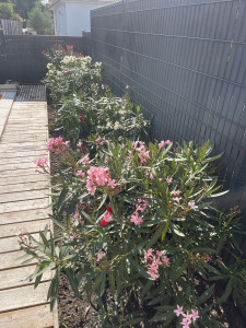 Photo de galerie - Jardinier