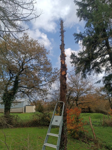 Photo de galerie - Elagage et coupe d'arbres