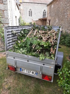 Photo de galerie - Elagage et coupe d'arbres