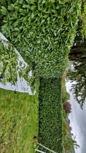 Photo de galerie - Taille de haies et d'arbustes