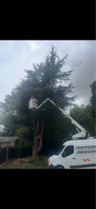 Photo de galerie - Elagage et coupe d'arbres