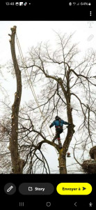 Photo de galerie - Coupe de branche 