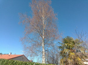 Photo de galerie - élagage d'un boulot 