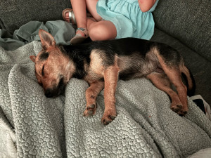 Photo de galerie - Garde chien