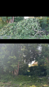 Photo de galerie - évacuation d’un arbre élagué 