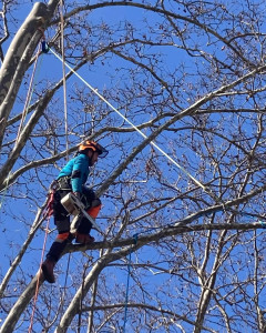 Photo de galerie - Taille de formation en tête chat avec rétention 