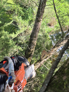 Photo de galerie - Élagage d’un sapin