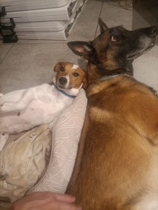 Photo de galerie - Petite miya qui prend la pose avec son copain O'Neil (mon chien)
entente parfaite 