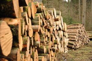 Photo de galerie - Grumes de bois 