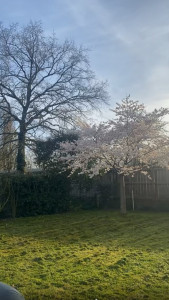 Photo de galerie - Tonte, débroussaillage, taillage dehaie