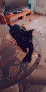 Photo de galerie - Garde chat